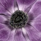 Anenome